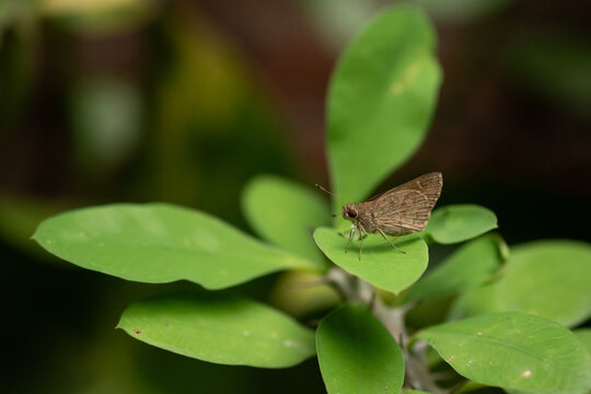 Moth perched on a garden plant