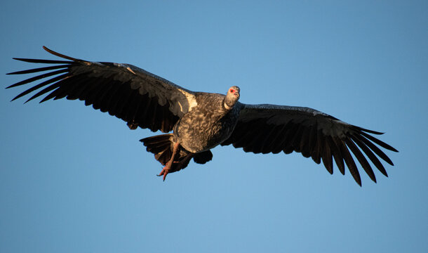 Chaj&aacute; or Chauna torquata flying over the Iber&aacute; lagoon at dusk in the Esteros del Iber&aacute; National Park