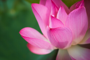Fototapeta premium Lotus Flower from Guanyin District, Taoyuan, Taiwan.