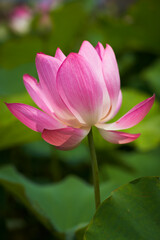 Obraz premium Lotus Flower from Guanyin District, Taoyuan, Taiwan.