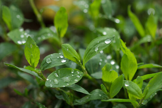 The common knotgrass (lat. Polygonum aviculare), of the knotweed family (Polygonaceae). Samara, Central Russia.
