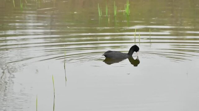 eurasian coot foraging and dyving in the lake in Bourgoyen nature reserve, Ghent, Flanders, Belgium- fulica atra