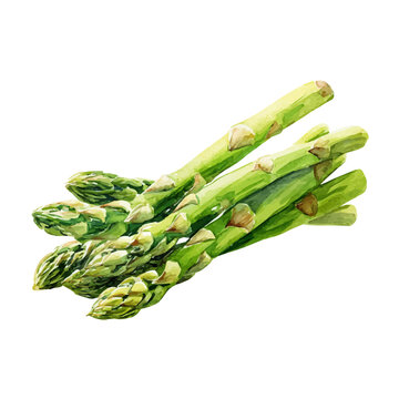 Watercolor Asparagus vector, artistic painting style, high-resolution illustration on a pure white background.