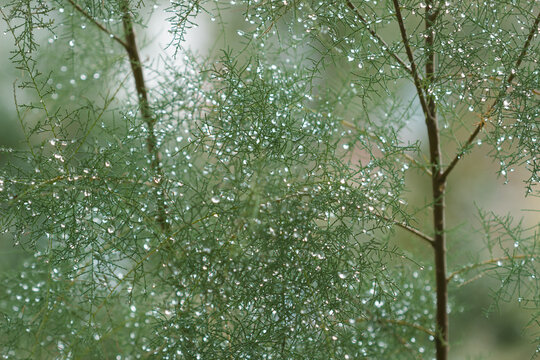 The saltcedar (lat. Tamarix ramosissima), of the tamarisk family (Tamaricaceae). Samara, Central Russia.
