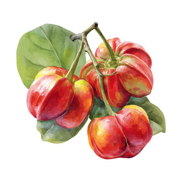 Ackee watercolor artwork, high-quality professional vector illustration isolated on a white background.