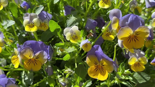 Pansies viola violet yellow flowers.