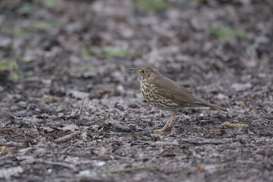 Song Thrush foraging on the ground