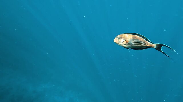 Acanthurus or sohal tang fish swimming in red sea in Egypt. Underwater life.