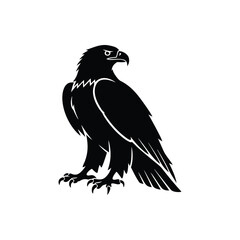 Fototapeta premium Black Bald Eagle in Flight - Soaring American Eagle, Strength and Freedom Symbol