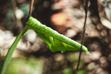 monstera leaf roll © singha103