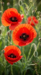 Fototapeta premium Bright Red Poppy Flowers Blooming Naturally in Green Meadow