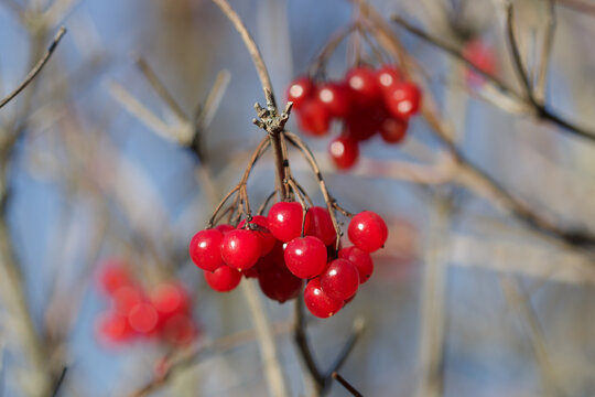 The guelder rose (lat. Viburnum opulus), of the moschatel family (Viburnaceae). Samara region, Central Russia.