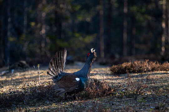 A male capercaillie bird displays its plumage and calls out in a forest clearing, likely during its mating season to attract females.