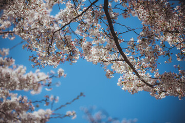 Fototapeta premium sakura Japan