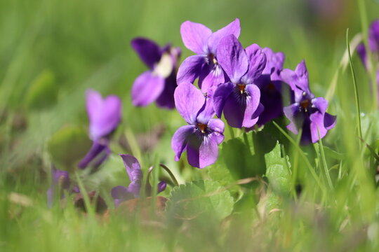 Flowers of Viola odorata or Wood violet in spring garden
