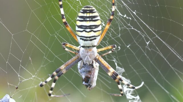 Close-Up footage of spider catching prey caught in its nets.