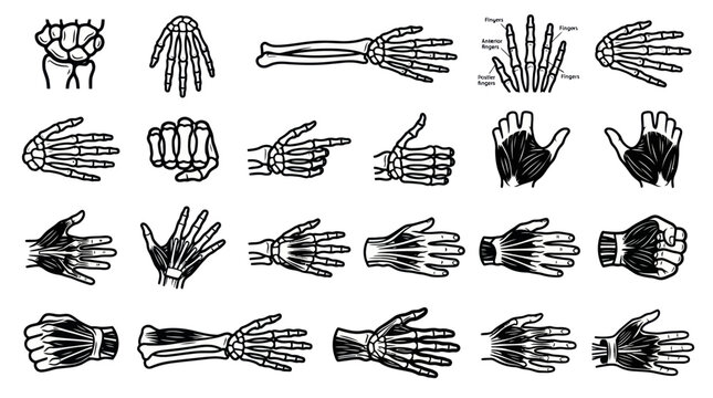 Medical Human Hand Bones and Muscles Anatomy Vector Illustration Set