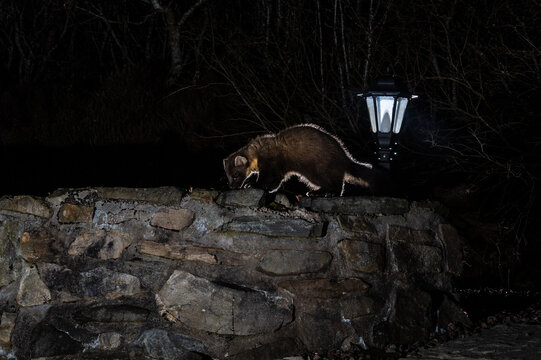 A pine marten forages along a stone wall at night, illuminated by a nearby lamp, showcasing its nocturnal hunting behavior.