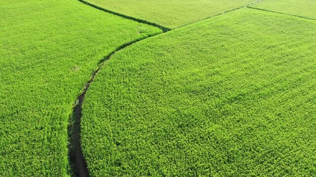 Aerial View of Paddy Field from Dongshan Township, Yilan, Taiwan.