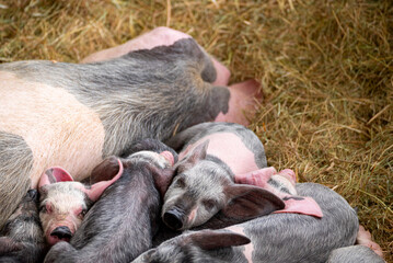 Group of sleeping piglets huddled together on a farm The Concept of Animal Husbandry © VicVaz