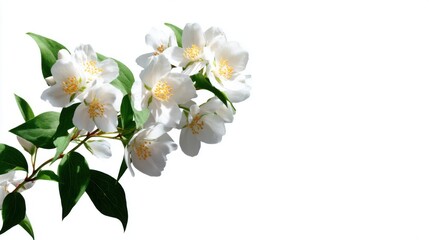 Fototapeta premium Delicate White Jasmine Flowers on Green Leafy Stem Isolated Background