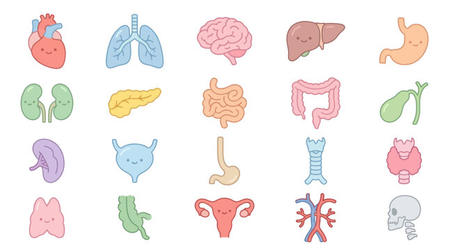 Medical Flat Design Cute Human Internal Organs Vector Collection for Healthcare Education