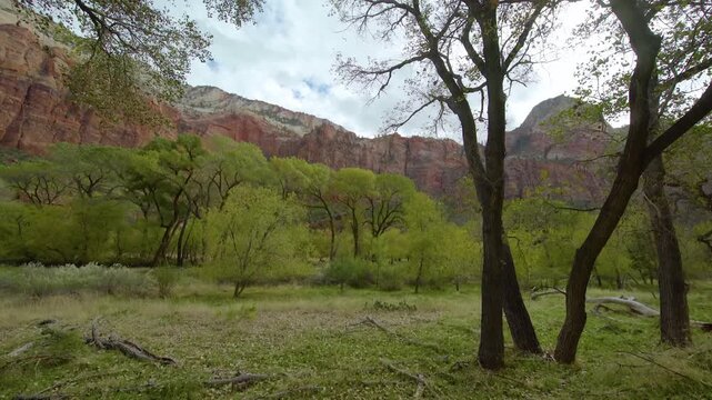View of the lush green trees and vegetation along the Emerald Pools Trail, with towering red sandstone cliffs in the background. The area is known as an oasis in the desert landscape of Zion Canyon, U