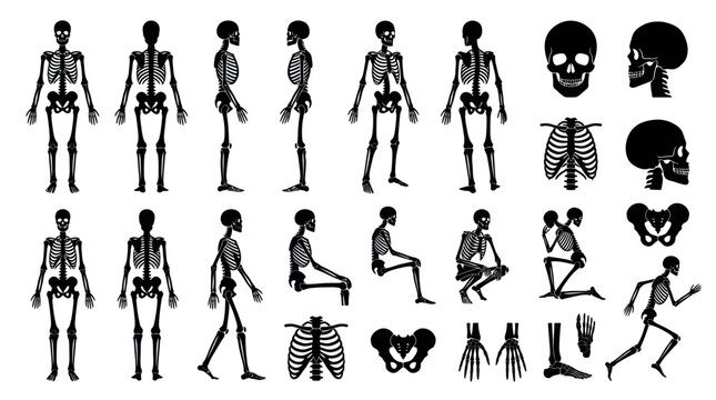 Medical Anatomy Human Skeleton Silhouette Glyphs Set - Various Poses, Skull, Bones, Rib Cage