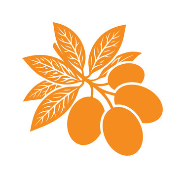 Vibrant orange loquat fruit vector illustration, fresh loquat branch with leaves, healthy fruit graphic design element, Asian fruit icon for food packaging and branding.