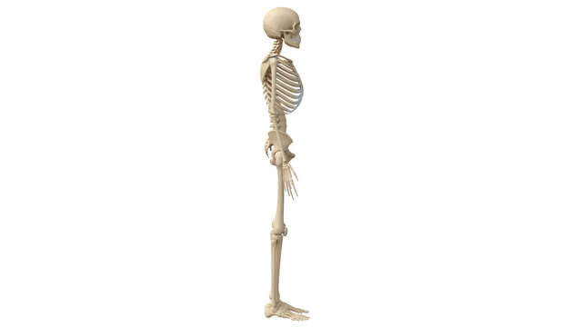 human skeleton side view isolated on white background