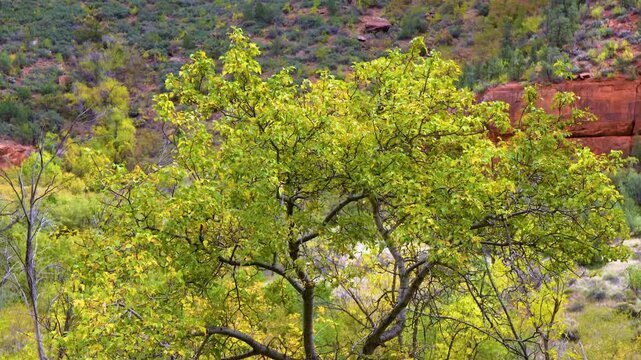 Vibrant yellow and green autumn foliage on a Fremont cottonwood tree (Populus fremontii) along the Sand Bench Horse Trail in Zion National Park, Utah. The image captures the striking contrast of the b
