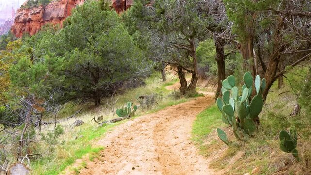 A scenic view of the Sand Bench Horse Trail in Zion National Park, Utah. The footage captures a winding sandy path through a desert landscape featuring prickly pear cacti, juniper trees, and distant r