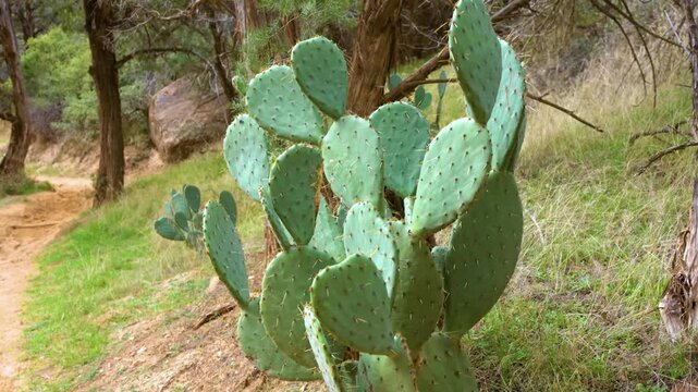 A close-up horizontal shot of a large, healthy prickly pear cactus (Opuntia polyacantha) with multiple green pads, set against a natural background of dry grass, trees, and rocks in Zion National Park