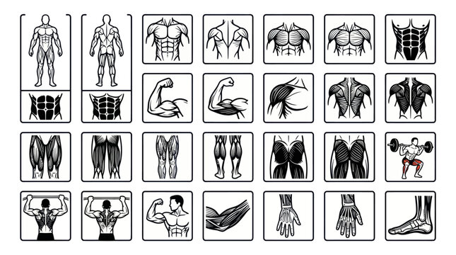 Detailed Human Muscular System Anatomy Black and White Line Art Vector Icons for Fitness