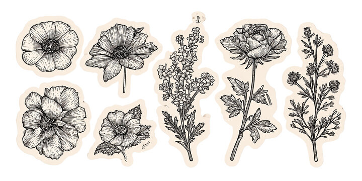 Colecci&oacute;n de ilustraciones bot&aacute;nicas detalladas de flores y plantas, dibujadas a mano en estilo vintage monocrom&aacute;tico.