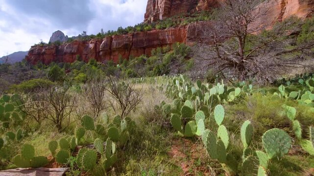 Footage capturing the scenic landscape along the Sand Bench Trail in Zion National Park, Utah. This lesser-used trail, accessible from the Court of the Patriarchs shuttle stop, features a sandy path t