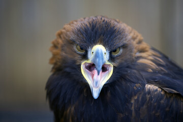Obraz premium Portrait of a Golden Eagle, with its beak wide open.