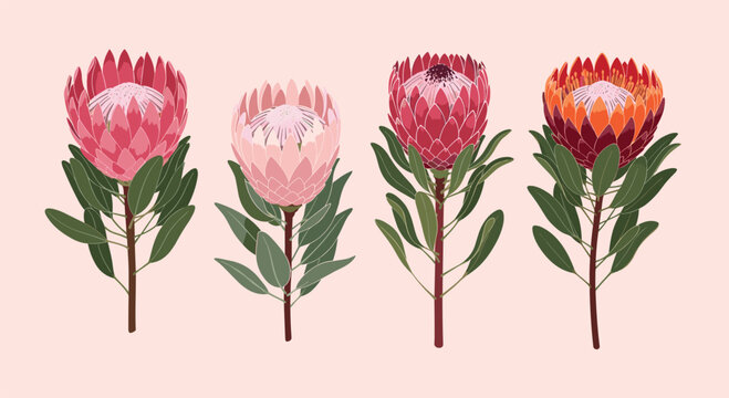 Elegant botanical illustration of four distinct protea flower varieties in shades of pink, red, and orange with green leaves.