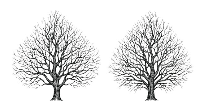 Highly detailed black and white sketches of two majestic leafless trees showing intricate branch structures in winter.