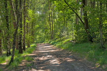 Obraz premium Hiking trail though a summer frorest in the flemish countryside near Genk, Flanders, Belgium
