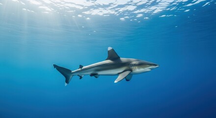 Obraz premium Majestic Oceanic Whitetip Shark Swimming Gracefully in Deep Blue Ocean Waters Under Sunlight Rays