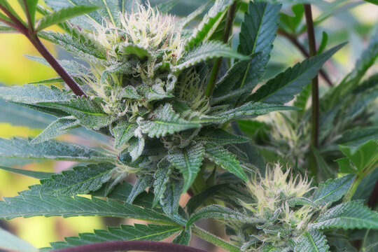 A sativa marijauna plant covered in trichromes in a garden in connecticut