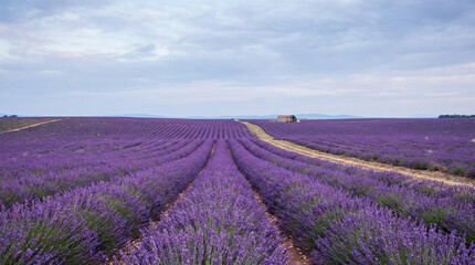 Obraz premium Lavender Field Purple Flowers Provence Landscape. Endless rows of purple lavender flowers stretching to horizon under soft cloudy sky, Provence style landscape