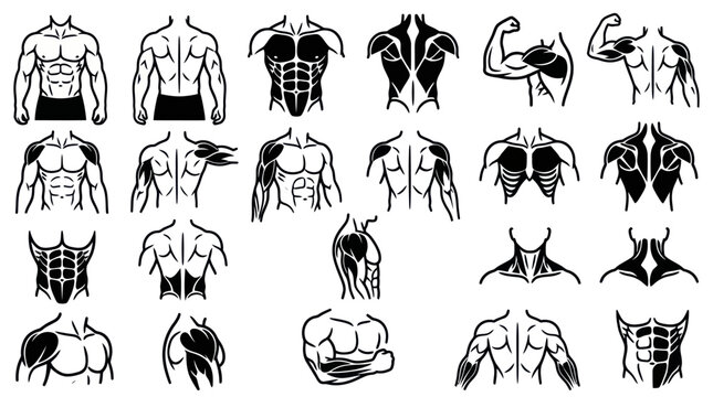 Fitness  Anatomy Male Body Muscle Groups Black  White Line Art Glyphs Set