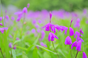 Pink Bletilla Striata Flowers with Soft Spring Bokeh Background and Copy Space