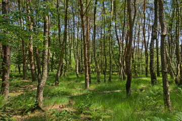 Fototapeta premium sunny spring forest in Hoge Kempen national park, Genk, Flanders, Belgium 