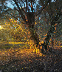 Olive tree branches catching golden hour light