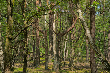 Fototapeta premium Sunny forest in the flemish countryside. spring oak grove in Hoge Kempen national park, Genk, Flanders, Belgium 