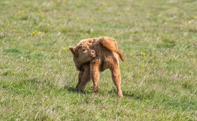 Highland calf in a field, close up © Digital Nature 