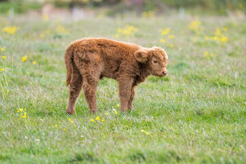 Fototapeta premium Highland calf in a field, close up